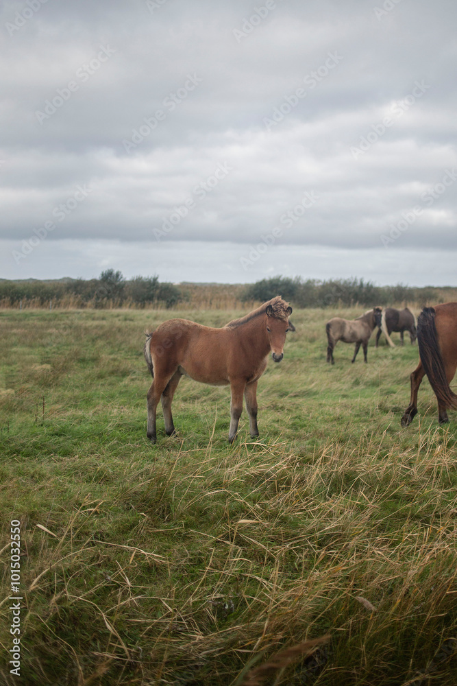 Obraz premium horses in the field