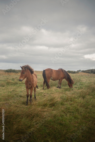 horses in the field