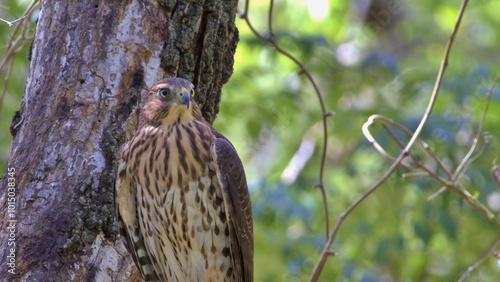 bird, birds, blue birds, red birds, wild, nature, wildlife, animal, feeder, trees, texas bird, usa birds