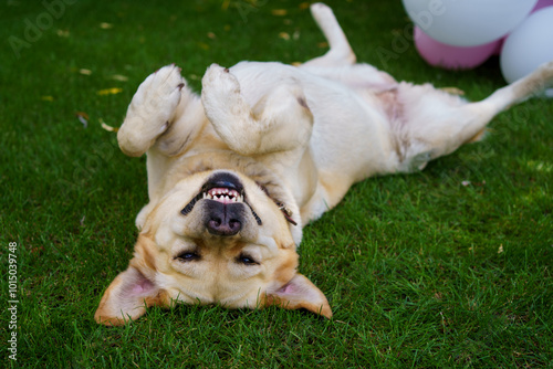 Nature, sunset and dog on ground, relax and grass in backyard, home and labrador in garden of house. Sunshine, morning and sunrise for pet, animal and fun with peace n field, lawn and outdoor photo