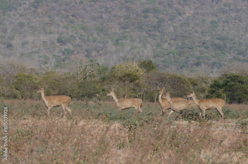 deer herd running at the savannah at Baluran National Park, East Java, Indonesia. photo