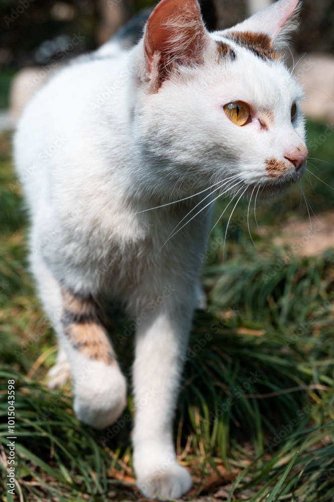 Close up of a cat walking on the grass Close up of a cat walking on the grass