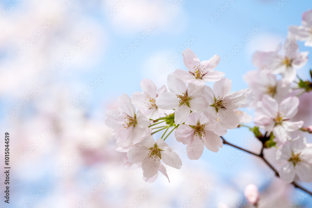 Close up of cherry blossoms on the branches in spring Close up of cherry blossoms on the branches in spring