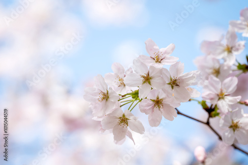 Close up of cherry blossoms on the branches in spring