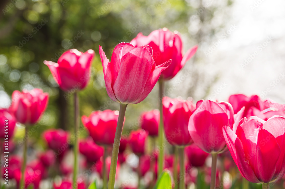 Red tulips blooming in the park in spring Red tulips blooming in the park in spring