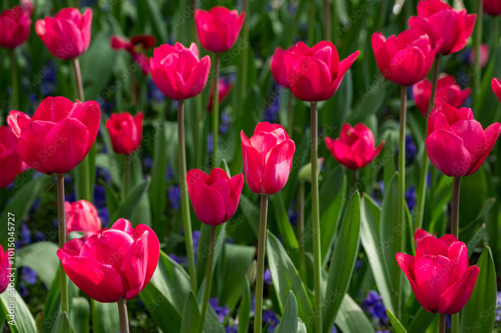 Red tulips blooming in the park in spring Red tulips blooming in the park in spring