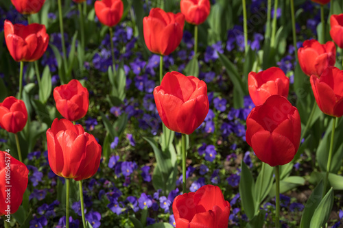 Red tulips blooming in the park in spring