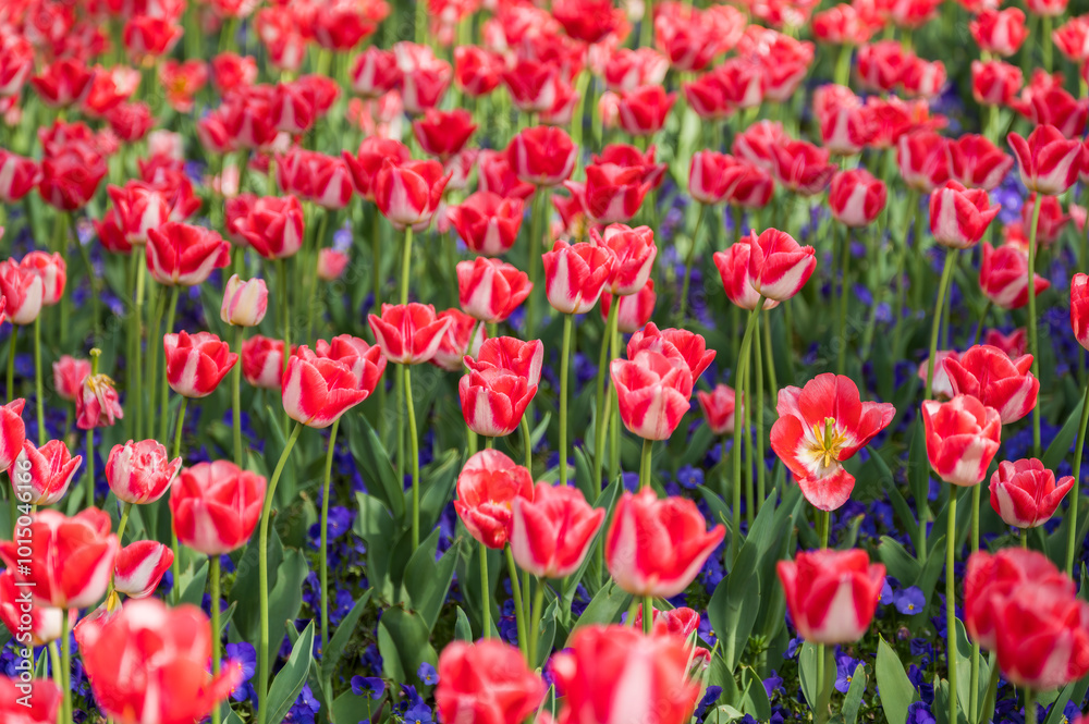 Fototapeta premium Red tulips blooming in the park in spring