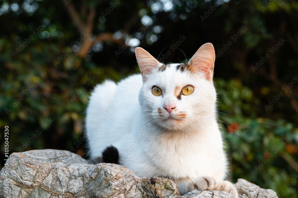 Fototapeta premium A white cat sitting on a stone