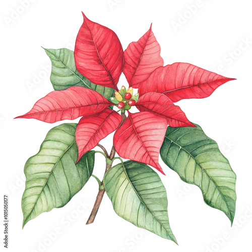 Vibrant Poinsettia Flower with Bright Red Leaves Perfect for Holiday Decorations