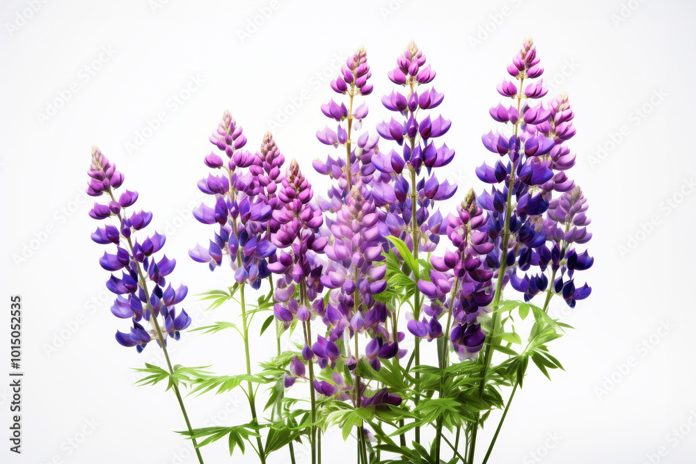 Obraz premium Lupine on white background