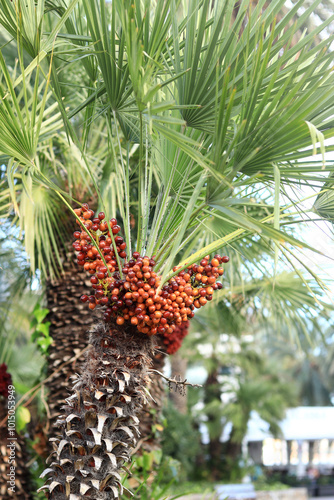 Fruiting dwarf fan palm. Close-up of fan palm on a sunny day. Tropical exotic tree, close-up. Palm branch with fruits close-up. Plant background. Chamaerops humilis photo