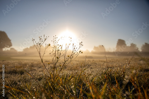 Dewy Grass and Silhouetted Plants at Sunrise