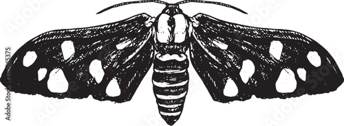 Moth - hand drawn vector insect illustration