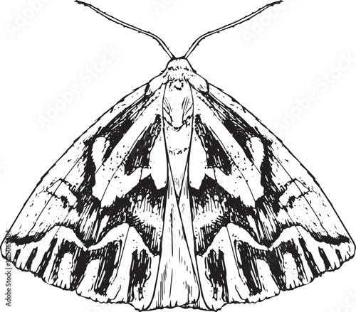 Moth - hand drawn vector insect illustration
