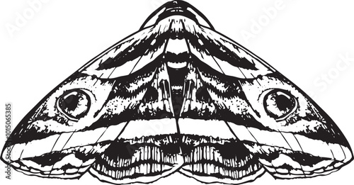 Moth - hand drawn vector insect illustration
