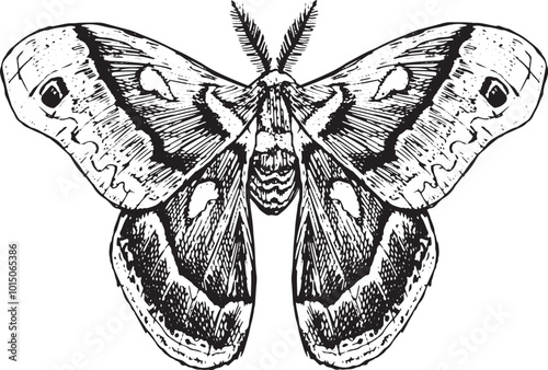 Moth - hand drawn vector insect illustration
