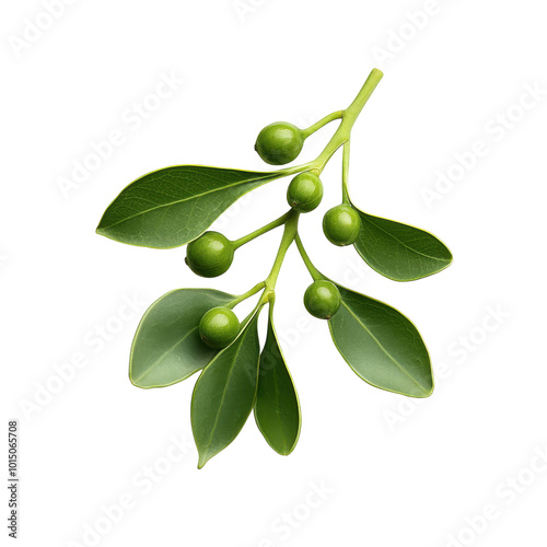 Wallpaper Mural Olive branch with green fruits, white isolate background transparent background Torontodigital.ca