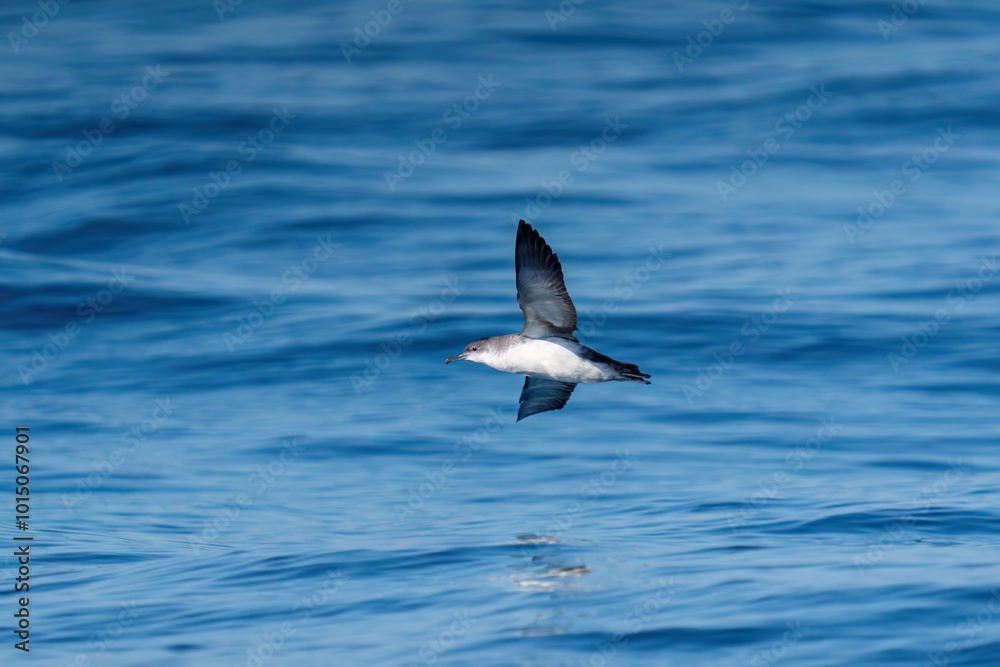 A shearwater diving in the background on a wavy blue sea. A shearwater diving in the background on a wavy blue sea.