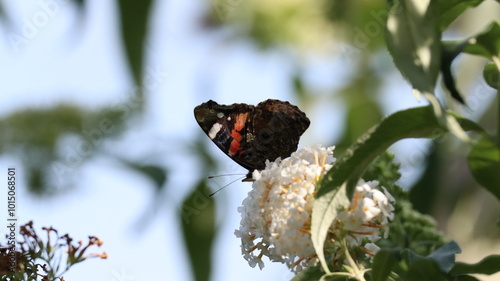 Red Admiral butterfly in a garden photo