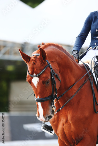 Portrait of a red horse during a performance at equestrian competitions. Rider landing and horse control
