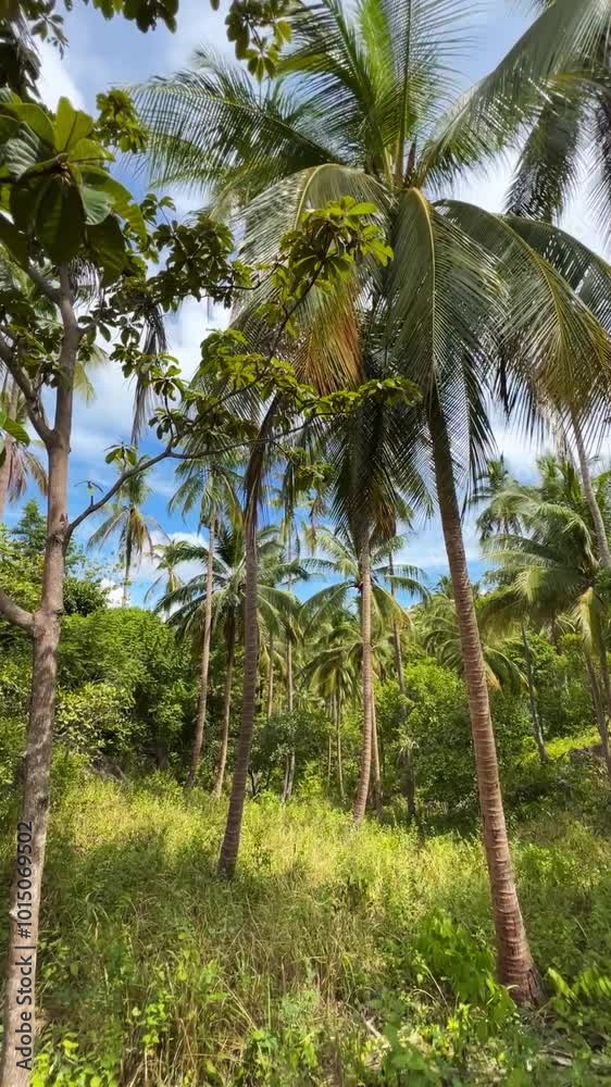 A serene view of walking through tall palm trees against a clear blue sky. Perfect for tropical, travel, and nature-themed projects, evoking a peaceful, natural environment. A serene view of walking through tall palm trees against a clear blue sky. Perfect for tropical, travel, and nature-themed projects, evoking a peaceful, natural environment.