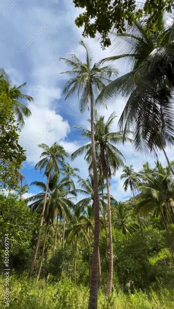 A serene view of walking through tall palm trees against a clear blue sky. Perfect for tropical, travel, and nature-themed projects, evoking a peaceful, natural environment. A serene view of walking through tall palm trees against a clear blue sky. Perfect for tropical, travel, and nature-themed projects, evoking a peaceful, natural environment.