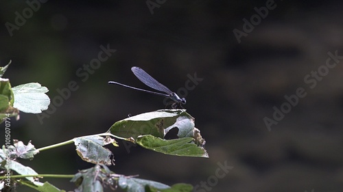 dragonfly, fly, insect, animal, closeup, nature, leaf, wildlife