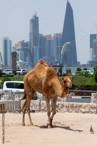 Doha