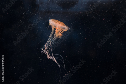 Chrysaora jellyfish or chrysaora quinquecirrha swims underwater. photo