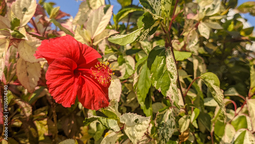 A close up of Hibiscus rosa sinensis flower. Also known as Chinese hibiscus, China rose,  Hawaiian hibiscus, rose mallow and shoeblack plant