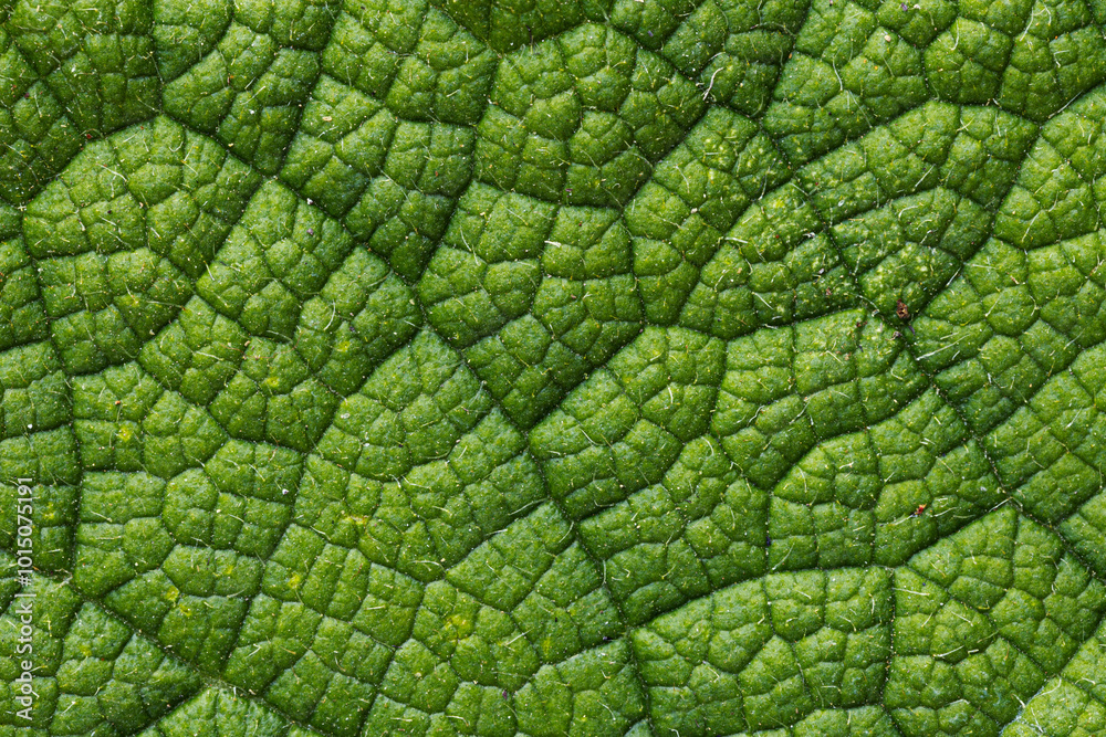 Green leaf structure macro photography background Green leaf structure macro photography background