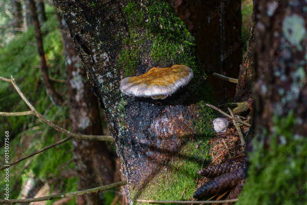 Fototapeta premium Ein Baumpilz an der Rinde eines Baumes im dunklen Wald