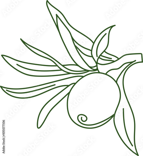 Web Sea buckthorn outline illustration