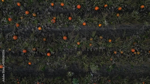 Endless pumpkin field, drone flight above the pumpkin field