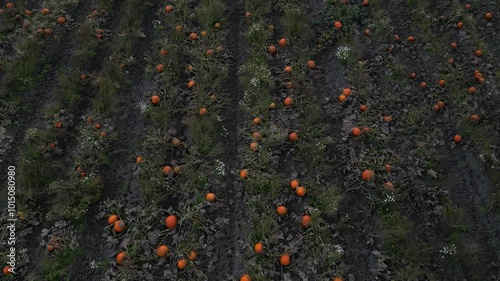 Endless pumpkin field, drone flight above the pumpkin field