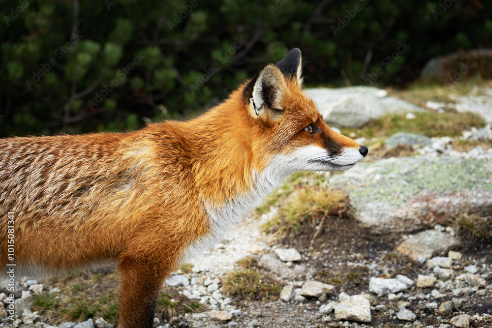 Obraz premium Red fox in the Vysoké Tatry mountains of Slovakia. The animal stands among the rocks in its natural habitat. It blends with the alpine forest. A symbol of wildlife thriving in the Slovak wilderness.