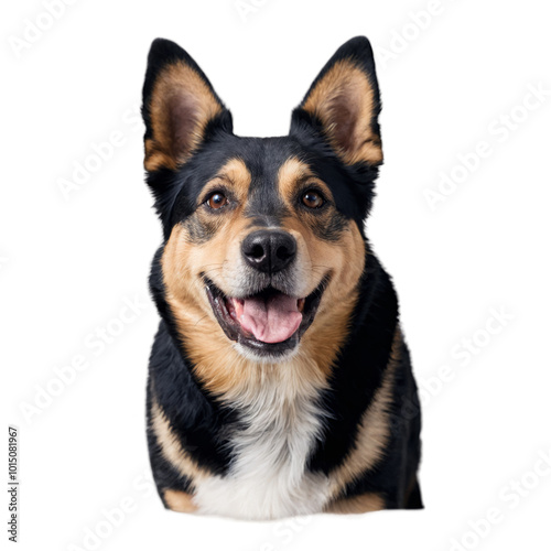 Happy corgi posing for a cheerful portrait against a white background