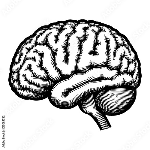 Detailed Vintage Engraving of a Human Brain Side View in Black and White Illustration