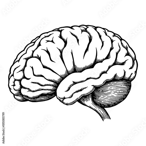 Detailed Black and White Hand Drawn Illustration of Human Brain Side View in Retro Style