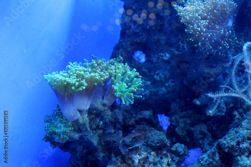 Coral polyps of sea anemone, marine soft corals.