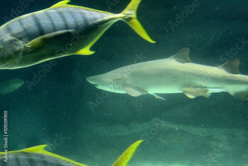  A large shark swims at the bottom of a large aquarium