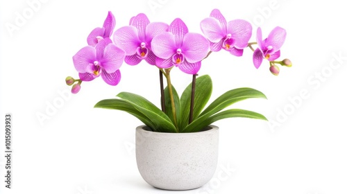 Wallpaper Mural Orchid plant with pink flowers in a white pot, isolated background Torontodigital.ca