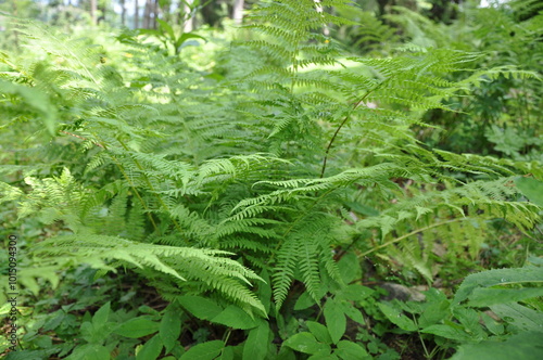 fern leaves in the forest