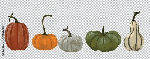 Ensemble courges formes différentes vert rouge orange blanc automne vecteur