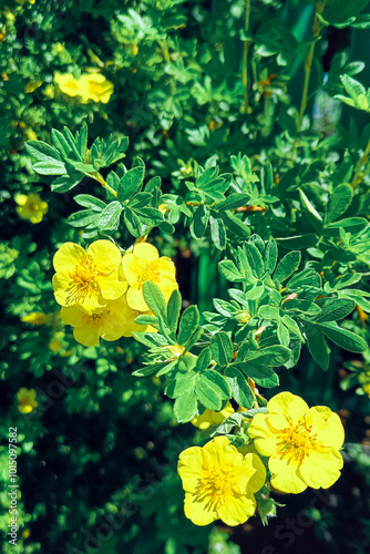 Bush tea or Kuril bush tea (Dasiphora fruticosa). Flower. Large photo