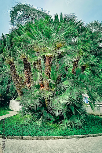 Cycad Plant. Cycas Plant. Fresh green cycad plants in the garden. sago palm, king sago. Ancient Cycad plant or Sago Palm Green Leaves background, Cycad Green Leaves green leaf tree. photo