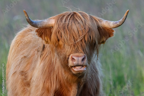 Highlander cattle