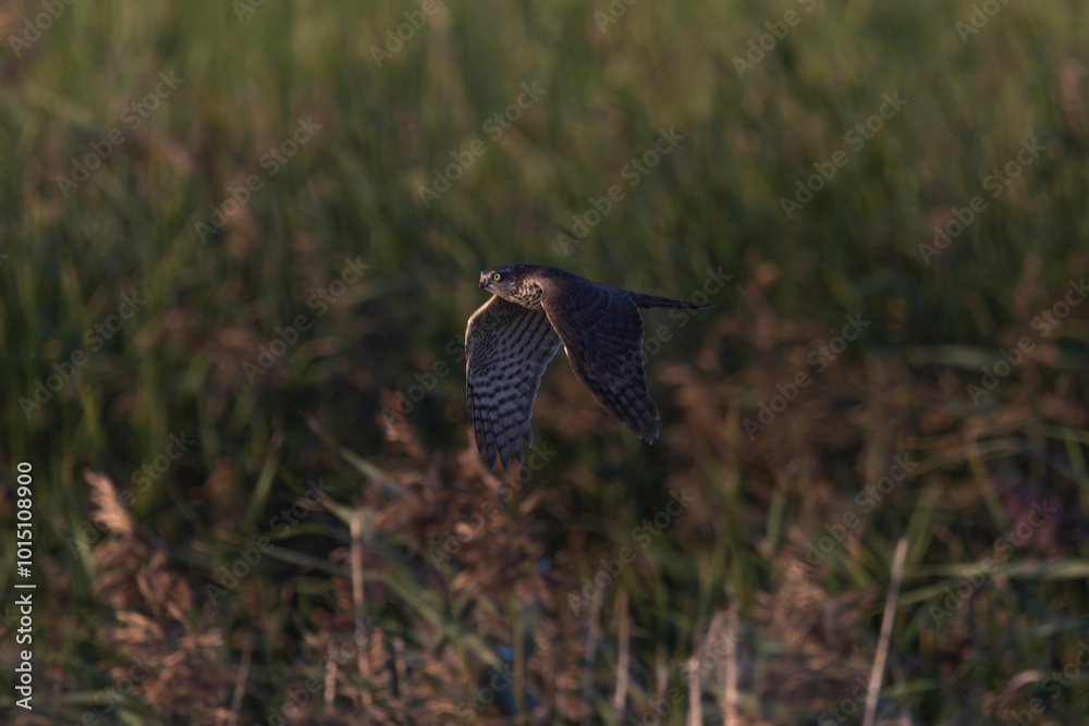 Fototapeta premium A sparrowhawk (Accipiter nisus) flying