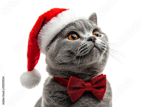 British Shorthair cat wearing red Santa hat and red bow tie looking up to the right on isolated black background, festive holiday pet portrait with focus on Christmas theme and cute animal expression photo